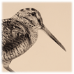 Woodcock drawing